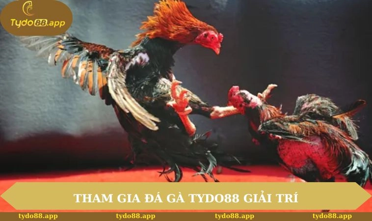 Tham gia đá gà TYDO88 vừa giải trí vừa nhận thưởng