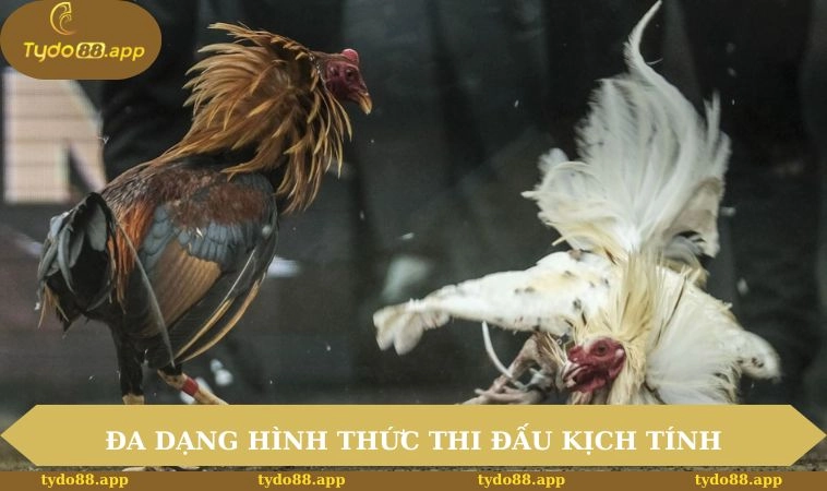Trải nghiệm đa dạng hình thức thi đấu kịch tính